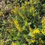 Cytisus nigricans Habit