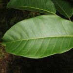 Ficus citrifolia Leaf