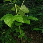 Rubus polonicus Leaf