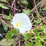 Calystegia macrostegia Õis