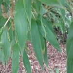 Phyllostachys sulphurea Лист