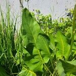 Silphium terebinthinaceum Leaf