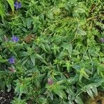 Gentiana septemfida عادت داشتن