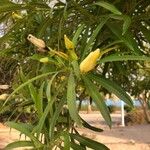 Thevetia neriifolia Flor