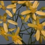 Senecio spartioides Цвят