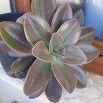 Echeveria gigantea Fulla