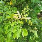 Mimosa caesalpiniifolia Virág