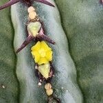 Euphorbia fruticosa Flor