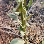 Verbascum sinaiticum Blatt