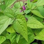 Lablab purpureus 花