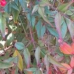 Nandina domestica Fuelha