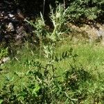 Cirsium ferox Habitus