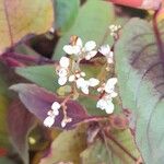 Persicaria microcephala Kvet