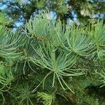 Abies concolor Листок