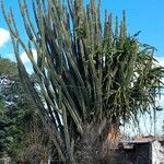 Cereus hildmannianus Habit