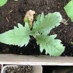 Cynara scolymus Folla