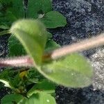 Cerastium glomeratum Folha