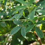 Medicago × varia Leaf