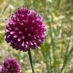 Allium sphaerocephalon Flor