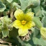 Ecballium elaterium Flower