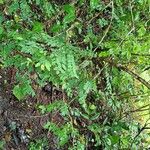 Breynia retusa Habit