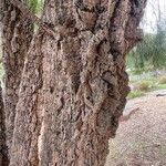 Allocasuarina torulosa Schors