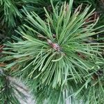 Pinus mugo Fuelha