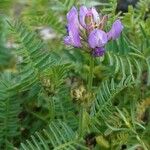 Astragalus danicus Vekstform