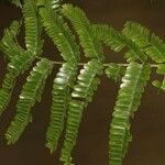 Pseudopiptadenia psilostachya Yaprak