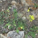 Brassica fruticulosa Habit