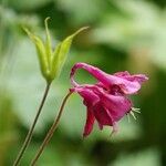 Aquilegia atrata Кветка