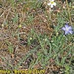 Linum leonii Habit