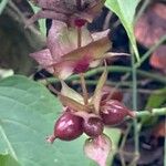 Leycesteria formosa Frucht