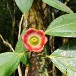 Blakea scarlatinaFlower