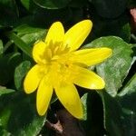 Ranunculus ficaria Blomst