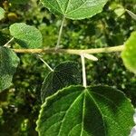 Populus × canescens Ліст