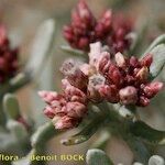 Helichrysum monogynum Fruto