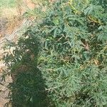 Acacia nilotica Плод