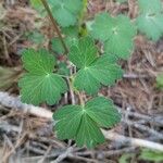 Aquilegia elegantula Feuille
