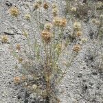 Lomelosia stellata Mbuma