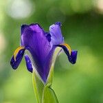 Iris latifolia Fula