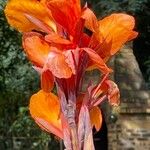 Canna × hybrida Květ