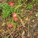 Hesperantha coccinea Blüte