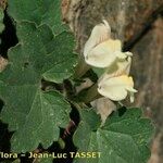 Asarina procumbens Kvet