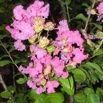 Lagerstroemia indicaKvet