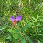 Rhexia virginica Λουλούδι