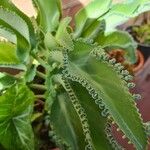 Kalanchoe laetivirens Folha