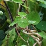 Tropaeolum minus Bark