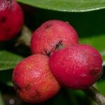 Trophis racemosa Fruit