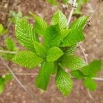Clethra alnifolia Hoja